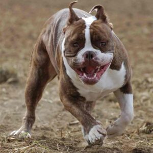 Pitbull-dog-breed-K9RL